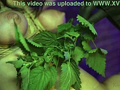 Mature woman bound and stung with nettles as teaser